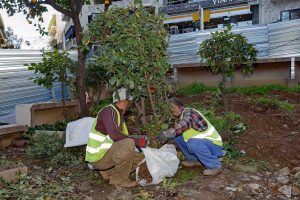 Transplanting Activities