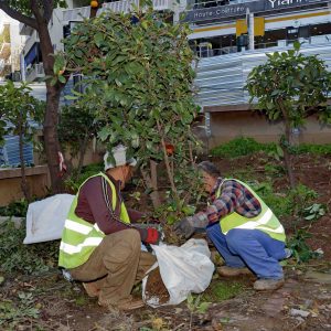Transplanting Activities