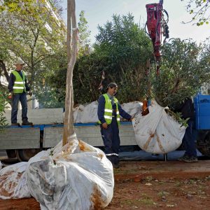 Transplanting Activities